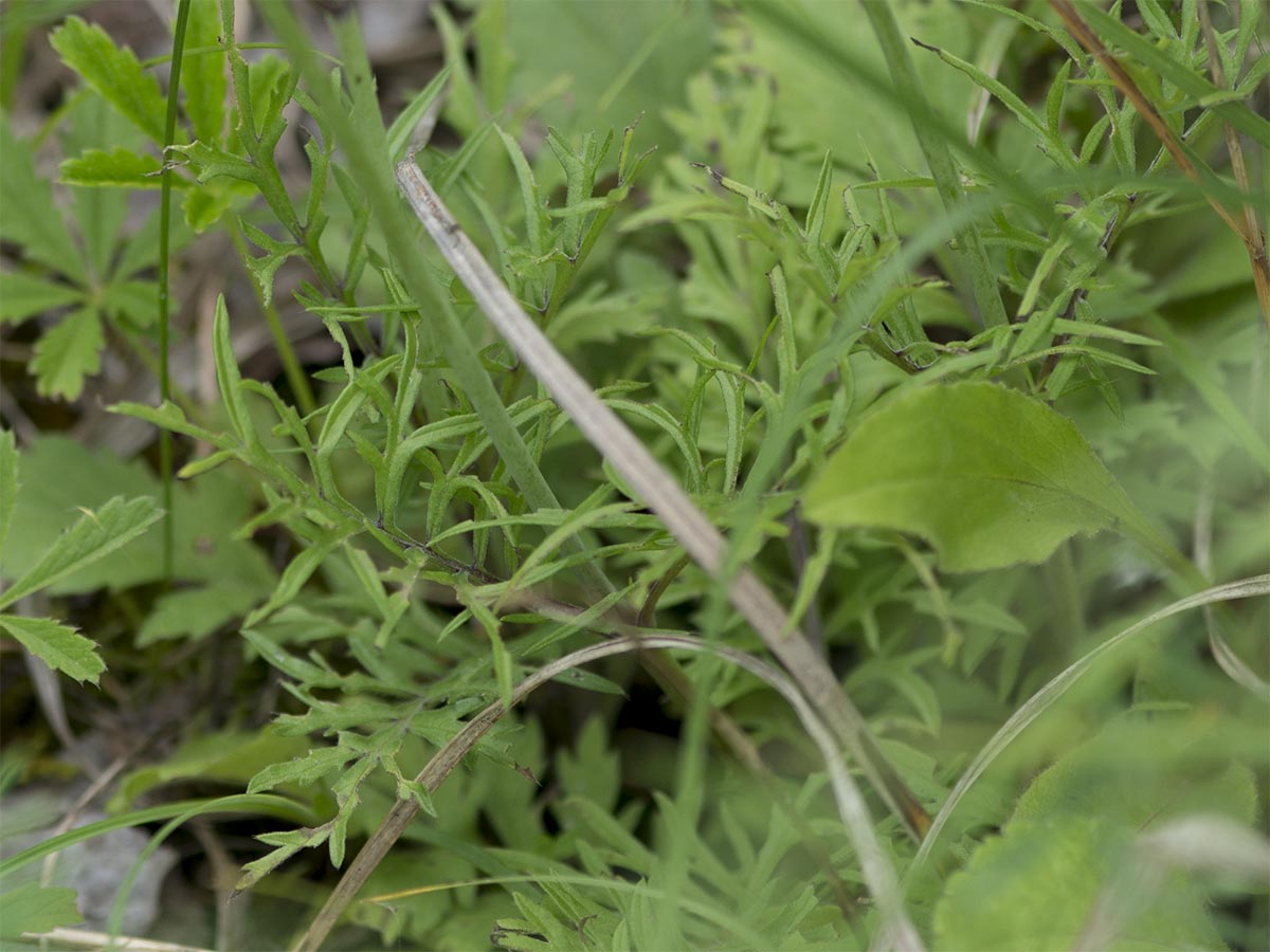 Scabiosa ochroleuca